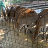 夢見ヶ崎動物公園