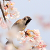 櫻の花びらと鳥たち