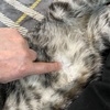 真のヘソ天？😺
