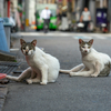 近隣繁華街のねこさん