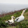 Ｎｏ．２２に捧ぐアホウドリの雄　デコちゃん