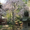 吉高の大桜と松虫姫の寺。 ちーば探険隊。