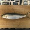 陸っぱり釣果　50種目　カタボシイワシ