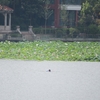 中国河南省開封市ちょこっと写真『鳥と一緒に泳ぐ人達』