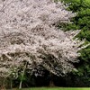 五本松運動広場の桜