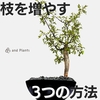 【知らないと損！】植物の枝を増やしてかっこよく仕立てる3つの方法