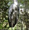 「動かない鳥」初繁殖を　千葉市動物公園が奮闘