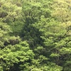 夜　ヌエ（鵺）が鳴く