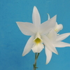 Laelia anceps f.alba`A'   