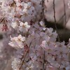 京都旅行｜桜の開花状況　2024年3月31日（清水寺、醍醐寺、妙顕寺、本法寺、水火天満宮）