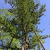 学生生活の記憶（646）：センペルセコイア（世界爺）-Sequoia sempervirens-  “Coastal redwood”