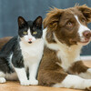 動物の去勢はかわいそう？