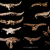ソフィー・ベルドゥゴ🦴4万3000年以上前、ネアンデルタール人は何世紀にもわたって洞窟に動物の頭蓋骨を集めていたが、考古学者たちはその理由を確信していない