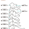   【基礎から学ぶ】頸椎【解剖学】