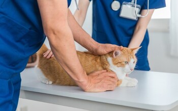 愛玩動物飼養管理士の資格概要｜試験方法・日程・受験資格・合格率などを紹介