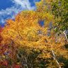 紅葉はじまる・・・（磐梯吾妻スカイライン２０１３）