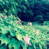 ボランティアしていて思うこと