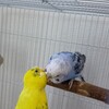 インコにツッコミたくなる時