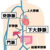   【基礎から学ぶ】下大静脈（門脈・奇静脈）【解剖生理学】