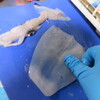 イカをさばく時、水気こそ拭き取れば食品用のゴム手でこするとイカの皮が簡単に剥く事ができますね。
