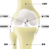 膝の痛みの原因となる「膝の靱帯損傷」について整形外科医が解説してみました 
