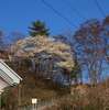 桜の次は
