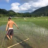 田んぼ除草