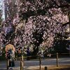 六義園のしだれ桜