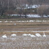 白鳥の湖・・？いや、。白鳥畑！！＆ピカチュウらしき屋根？この辺を通ると、いつも目に止まる。。。