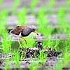 野鳥「ケリ」の子育て、農家も協力（佐賀県）