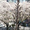 【４月１０日によせて･･･】講師 板谷より皆さまへ