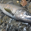 初秋の渓を釣る