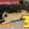 【うさぎ】飼うなら覚悟が必要なコト3選【可愛いけど、、、】