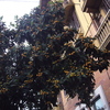２００８年　５月２３日　ローマの枇杷　Eriobotrya japonica Lindl.