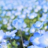 青い絨毯に彩られた丘で