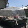 アイコさん現れる。とムクナマメ等
