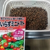 DAISOにミニトマトを水耕栽培を交えて種から育ててみる