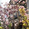 震える寒さに花落ちはちょと待てよ