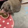 新しいカーペットをホリホリしまくる うさぎのつき