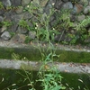 Lactuca indica　アキノノゲシ