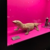 国立科学博物館で開催中の「毒」展に行く