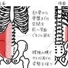 ヨガノート(6)腹横筋を鍛える！ウエストくびれ＆腰痛予防コルセット - 印刷OK！お家ヨガ入門応援企画