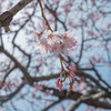 X-E1で撮った桜写真