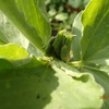 アブラムシ　多勢に無勢　Aphid