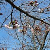 公園の桜