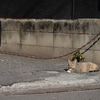 近隣繁華街のねこさん