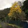 イペーってブラジルの国花なんだって。