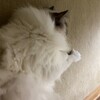 ふくちゃんの話で盛り上がっているとふくちゃんが起きてきたこと
