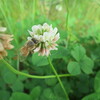 中学生わかし蛾族を花とみぬ