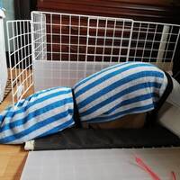 老犬介護 抱っこの代わり クッションで 座れる場所 を手作りしてみる 老犬ぶーやんの介護日記 老犬介護 抱っこの代わり クッションで 座れる場所 を手作りしてみる 老犬ぶーやんの介護日記